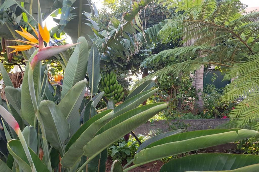 City View Gardens Funchal  Exterior photo